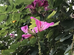 Bauhinia × blakeana