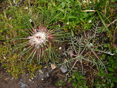 Jurinea moschus pinnatisecta