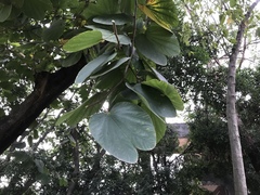 Bauhinia × blakeana