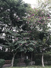 Bauhinia × blakeana