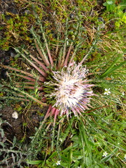 Jurinea moschus pinnatisecta