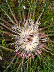 Jurinea moschus pinnatisecta