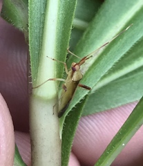 Creontiades rubrinervis