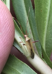 Creontiades rubrinervis