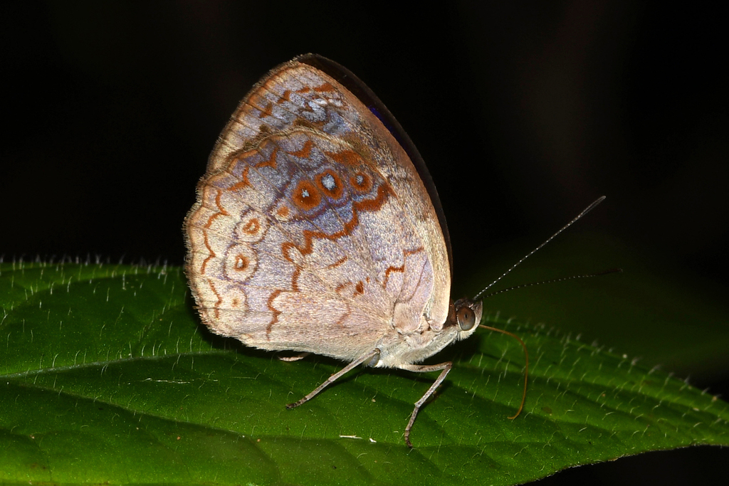 Eunica marsolia