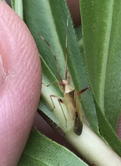 Creontiades rubrinervis