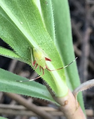 Creontiades rubrinervis