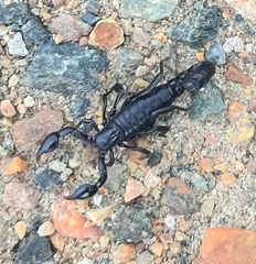 Bothriurus bonariensis