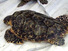 Eretmochelys imbricata