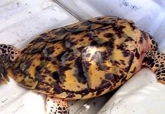 Eretmochelys imbricata