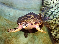 Eretmochelys imbricata