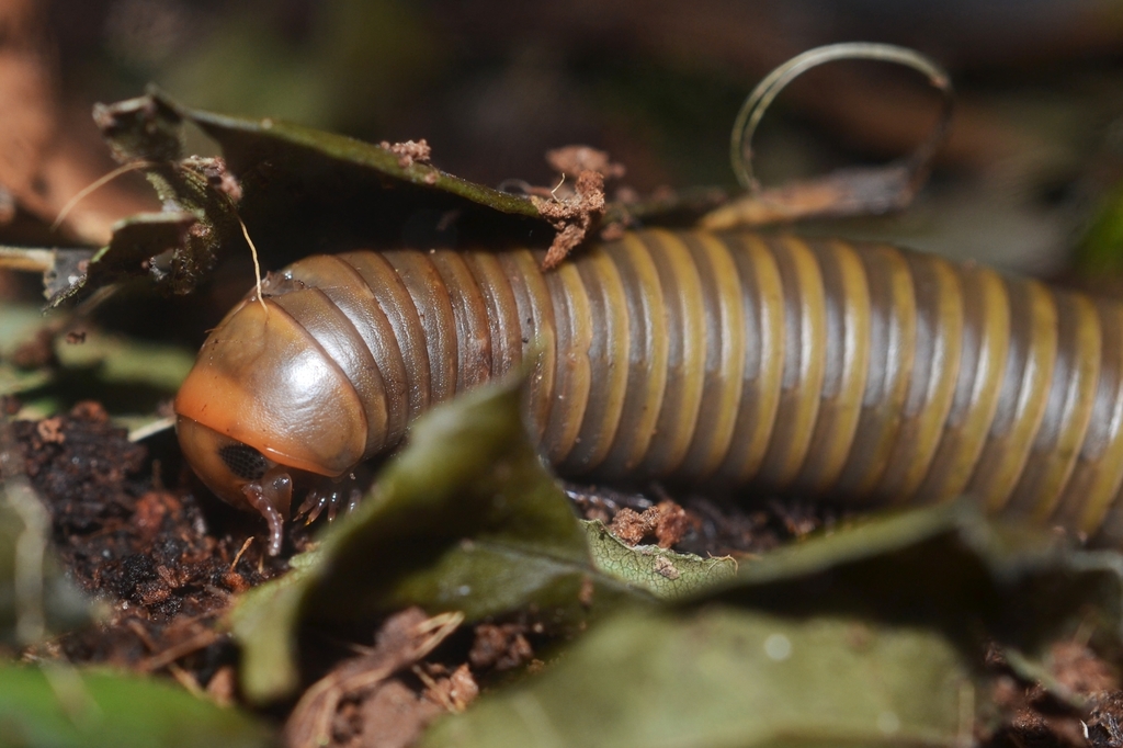 grayish-green millipede