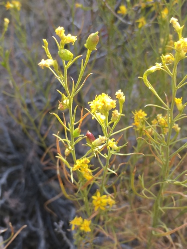 Broom Snakeweed