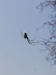 Leucauge argyra