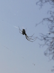 Leucauge argyra