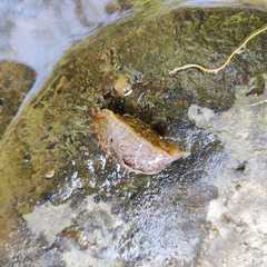 Anadenidae