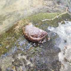 Anadenidae