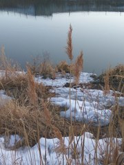 Phragmites australis