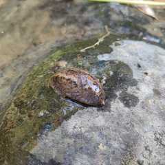 Anadenidae