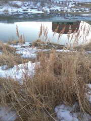Phragmites australis