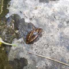 Anadenidae