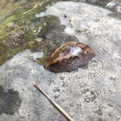 Anadenidae