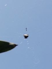 Gasteracantha cancriformis
