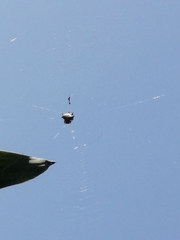 Gasteracantha cancriformis