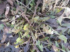 Taraxacum officinale