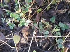 Medicago lupulina