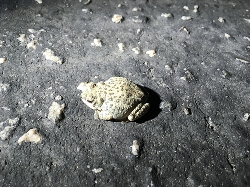 iNaturalist observation photo of Red-spotted Toad