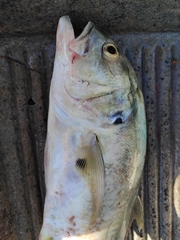 Caranx caninus