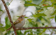 Cozumel Vireo photo 2