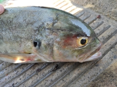 Caranx caninus