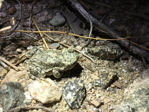 iNaturalist observation photo of Red-spotted Toad