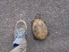 Hydromedusa tectifera