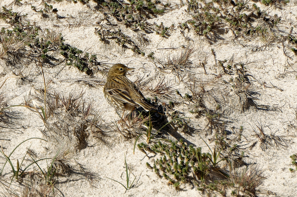 Pipit farlouse