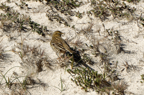 Bisbita pratense (Anthus pratensis)