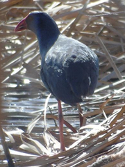 Porphyrio porphyrio