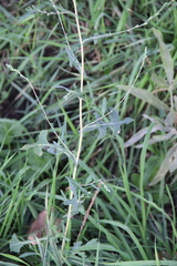 Lactuca serriola