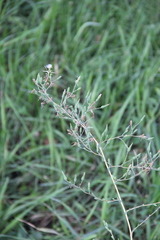 Lactuca serriola