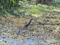 Butorides virescens image