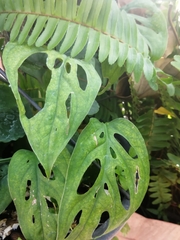 Monstera obliqua