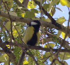 Parus major