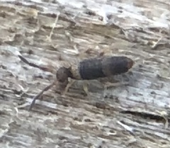 Entomobrya albocincta