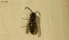 Vespula flaviceps