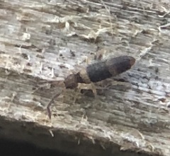 Entomobrya albocincta