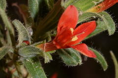 Tetramerium rubrum