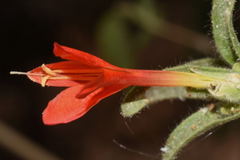 Tetramerium rubrum