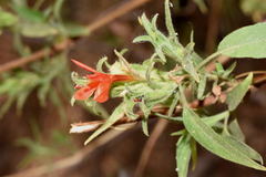 Tetramerium rubrum